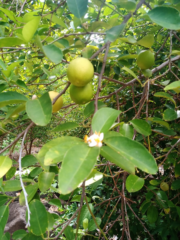 In den Tropen: Früchte und Blüten zur gleichen Zeit