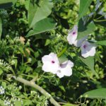 Die Capitania hat wieder Blüten entdeckt